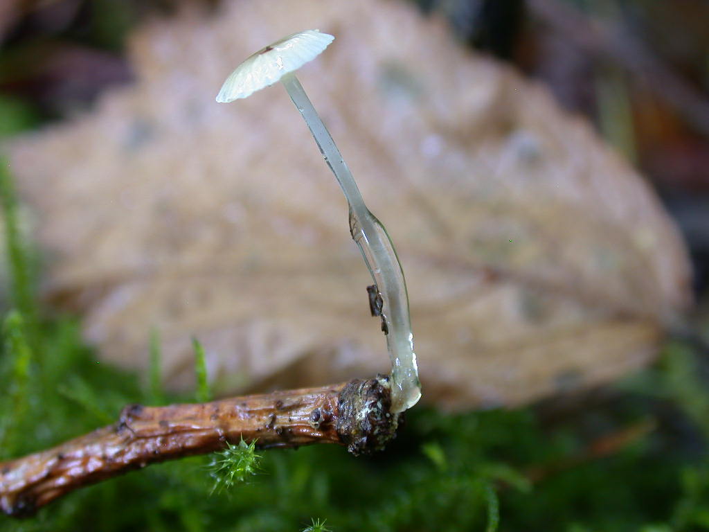 Mycena rorida